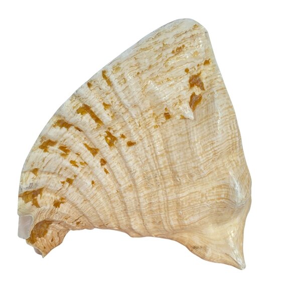 Mayan Image and Glyphs MesoAmerican Carved Queen Conch Shell Mexico - Picture 3 of 7